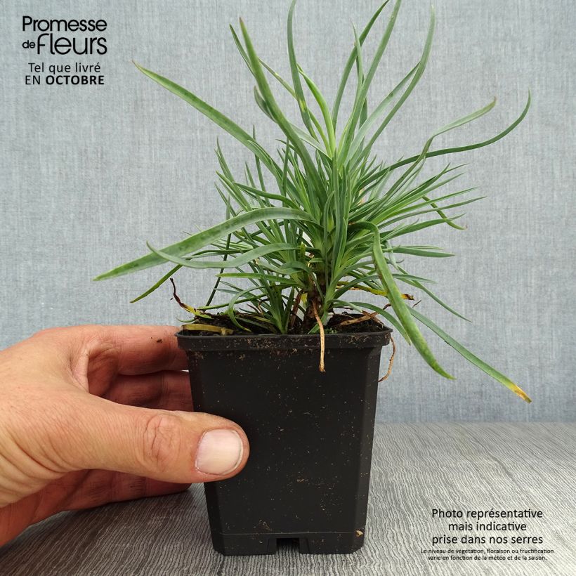 Dianthus plumarius Haytor White 8/9 cm pot sample as delivered in autumn