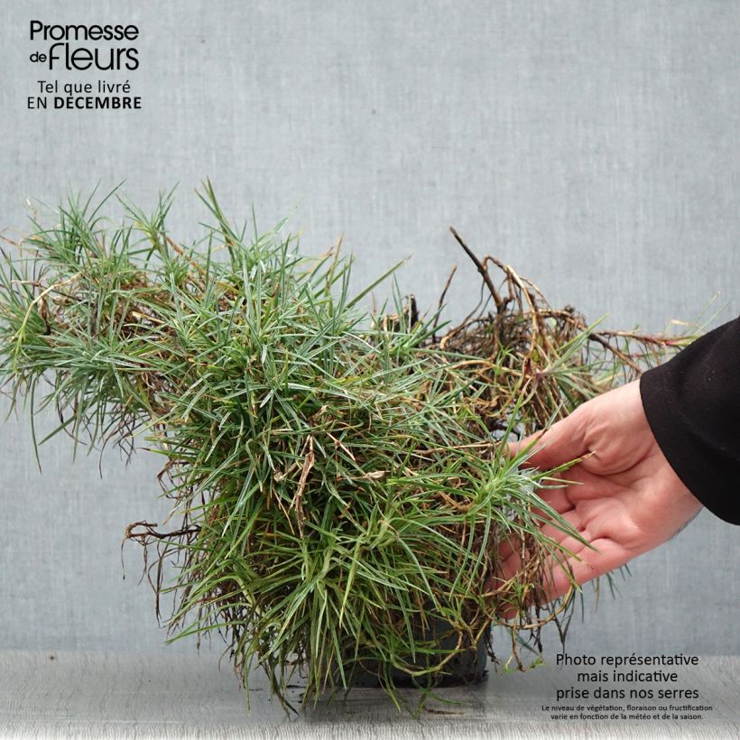 Dianthus plumarius Moulin Rouge 2L/3L pot sample as delivered in winter