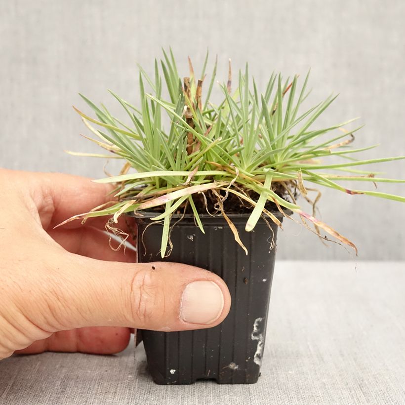 Dianthus plumarius Passion Hot Red 8/9 cm pot sample as delivered in summer