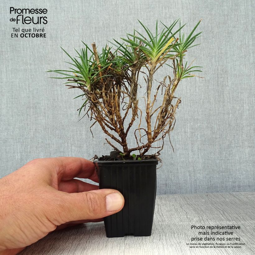 Dianthus plumarius Scent First Raspberry Sundae 7/8 cm pot sample as delivered in autumn