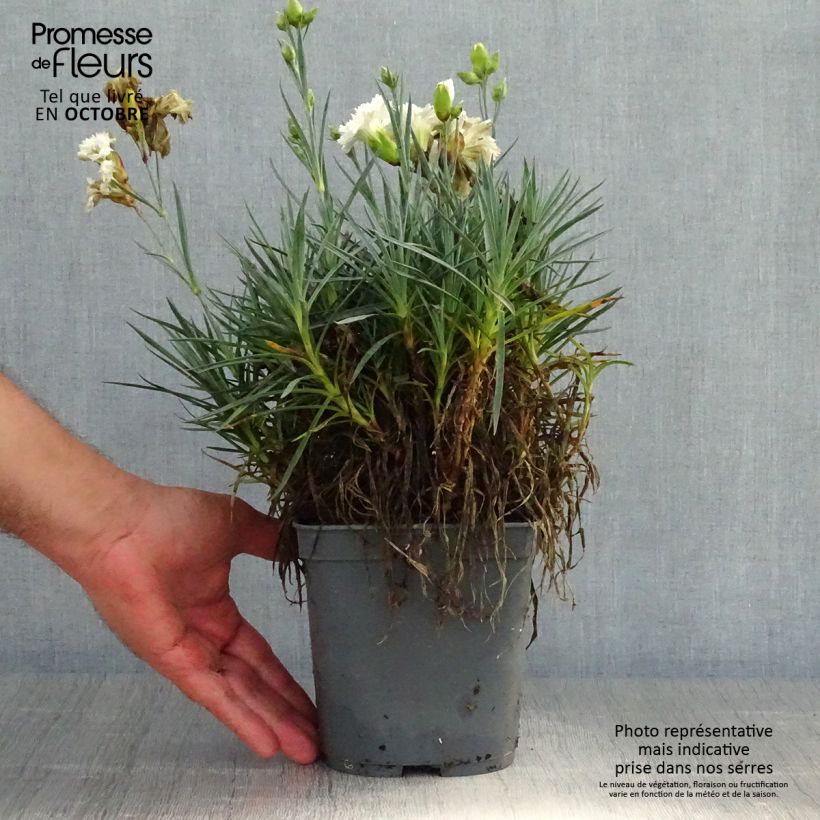 Dianthus plumarius Scent First Romance 2L/3L pot sample as delivered in autumn