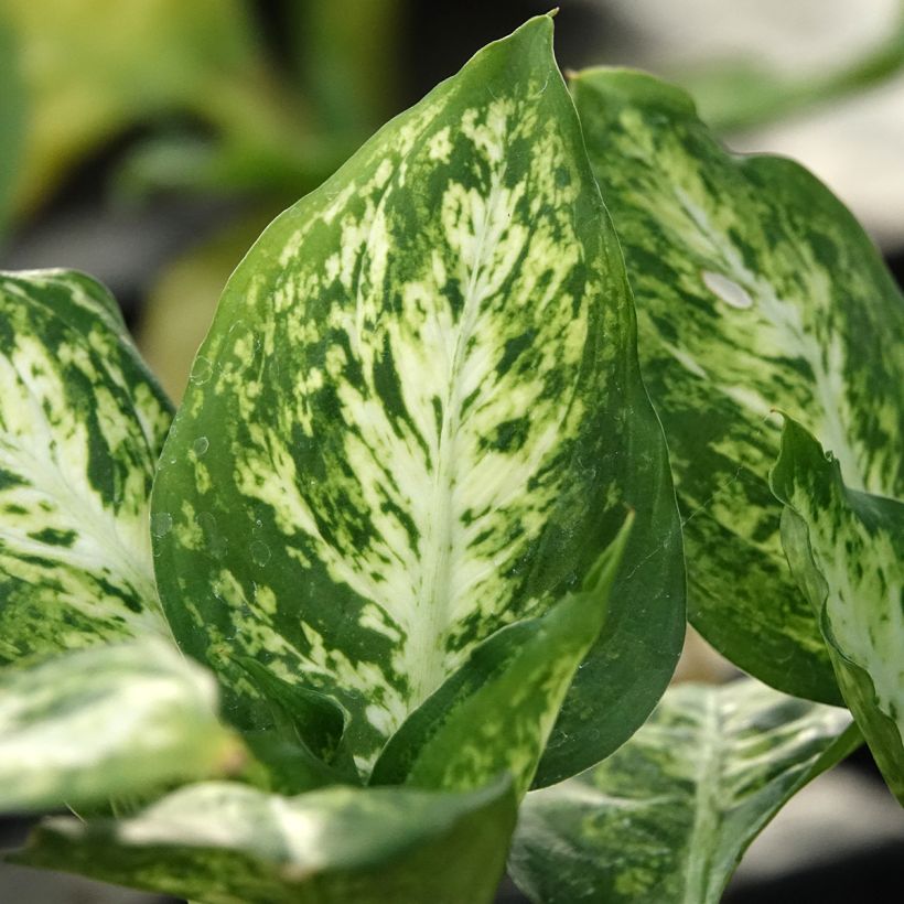 Dieffenbachia maculata Amy - Dumb cane (Foliage)