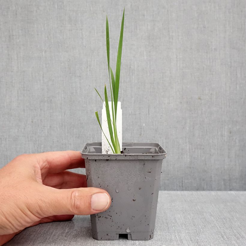 Dierama pulcherrimum Dark Cerise 8/9 cm pot sample as delivered in autumn
