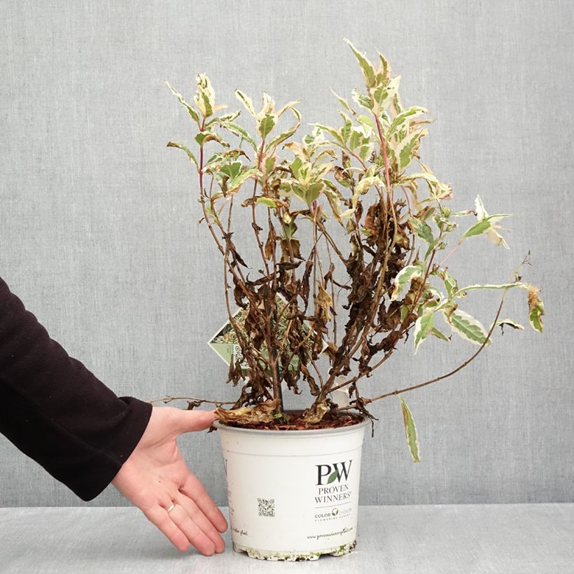 Diervilla splendens Kodiak Mixx 3L/4L pot sample as delivered in autumn