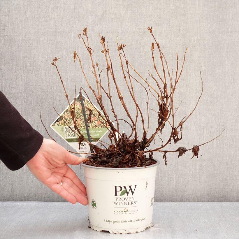 Diervilla splendens Kodiak Mixx 3L/4L pot sample as delivered in winter