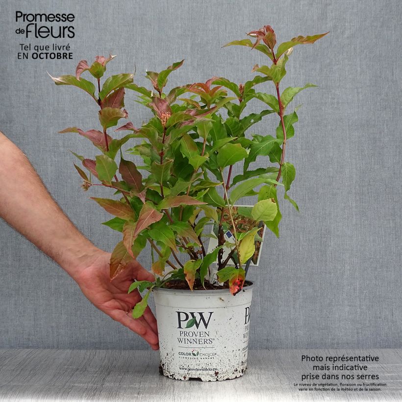 Diervilla splendens Kodiak Orange 2L/3L pot sample as delivered in autumn