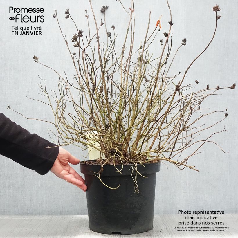 Diervilla rivularis Honeybee 7.5L/10L pot sample as delivered in winter