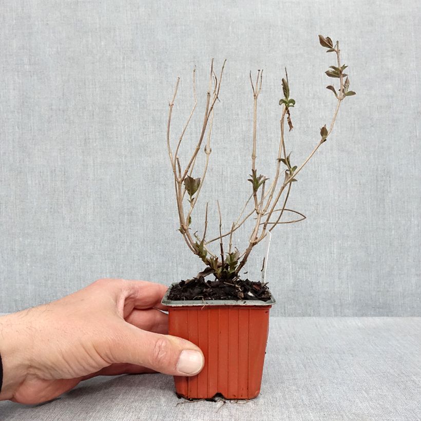 Diervilla rivularis Troja Black 8/9 cm pot sample as delivered in spring