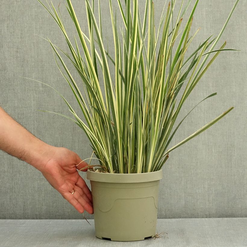 Dietes bicolor Milky Way - African Iris 3L/4L pot sample as delivered in summer