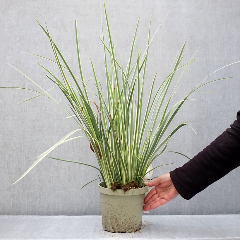 Dietes bicolor Milky Way - African Iris 3L/4L pot sample as delivered in winter