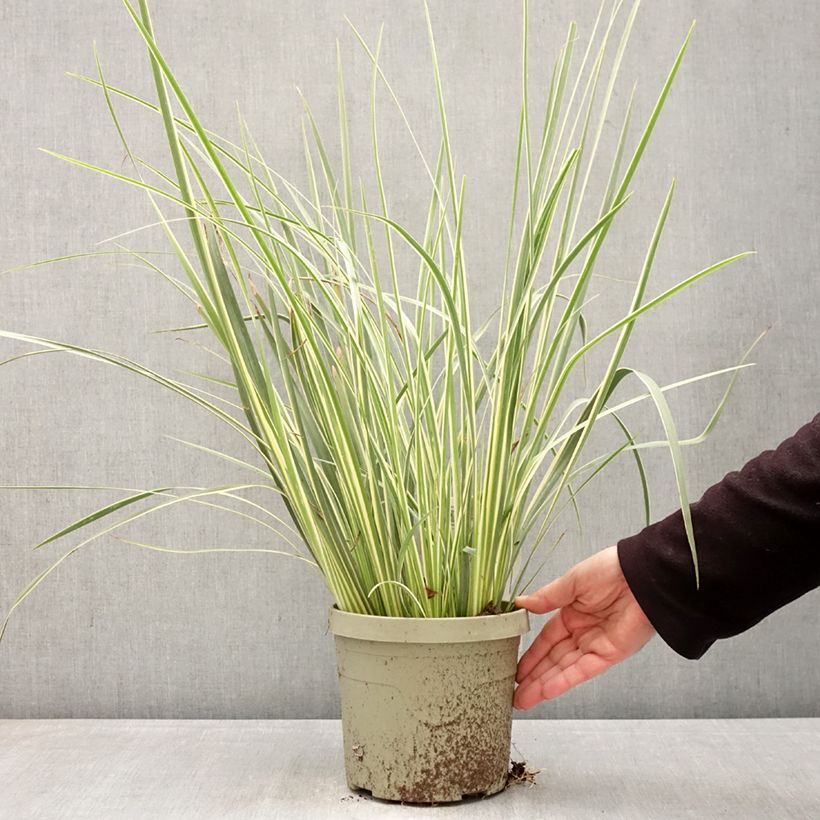 Dietes bicolor Milky Way - African Iris 3L/4L pot sample as delivered in spring