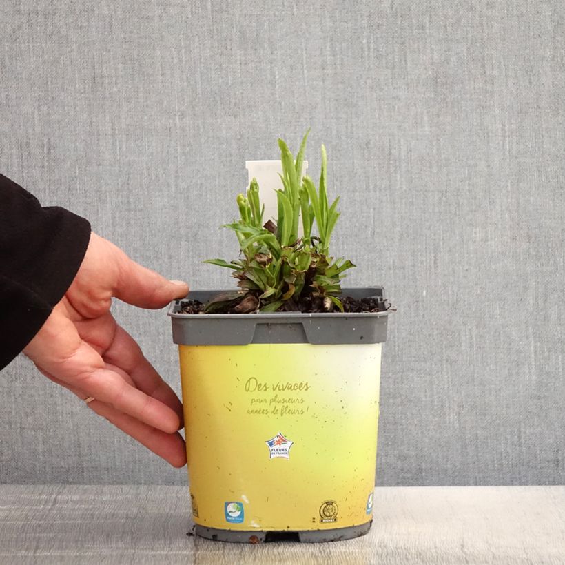 Digitalis Goldcrest - Foxglove 1.5L/2L pot sample as delivered in spring