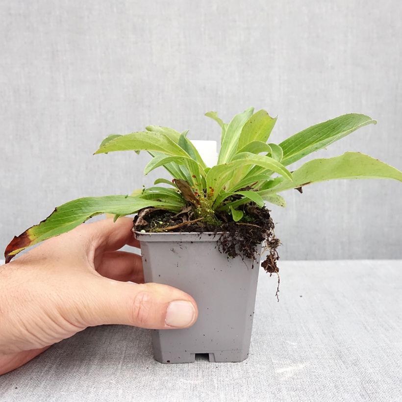 Digitalis parviflora - Foxglove 8/9 cm pot sample as delivered in autumn