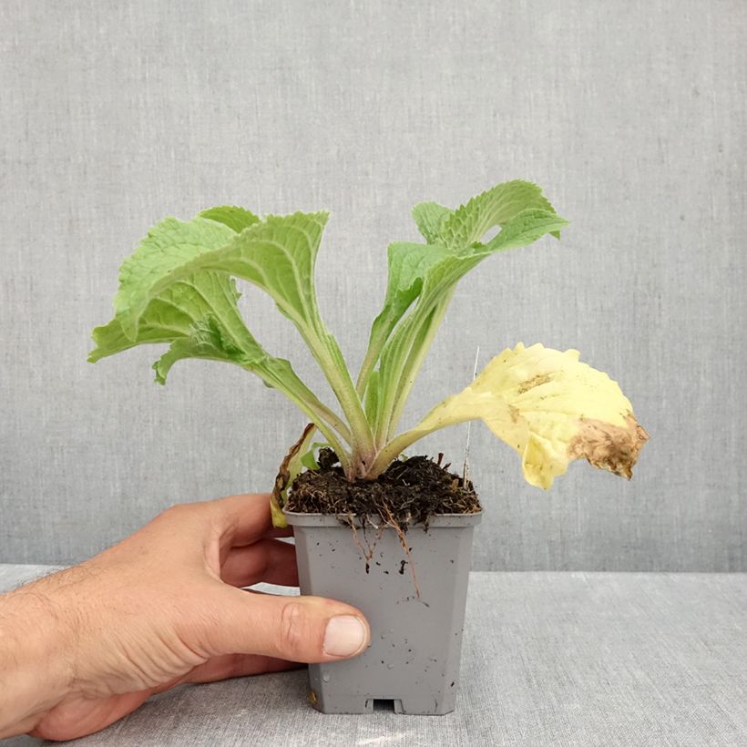 Digitalis mertonensis Summer King - Foxglove 8/9 cm pot sample as delivered in autumn