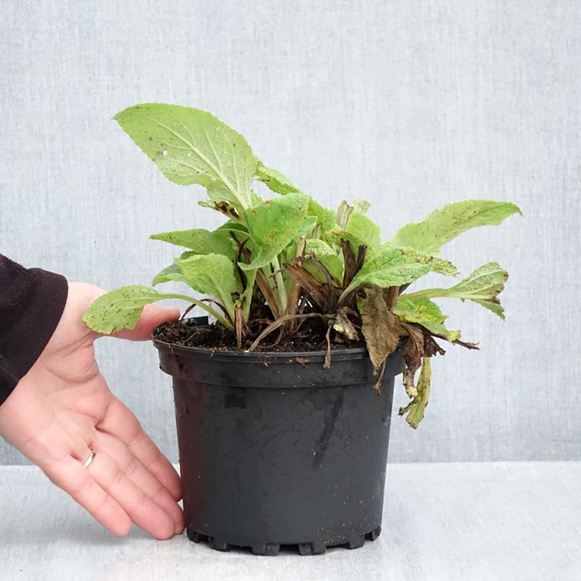 Digitalis purpurea - Common Foxglove 2L/3L pot sample as delivered in autumn