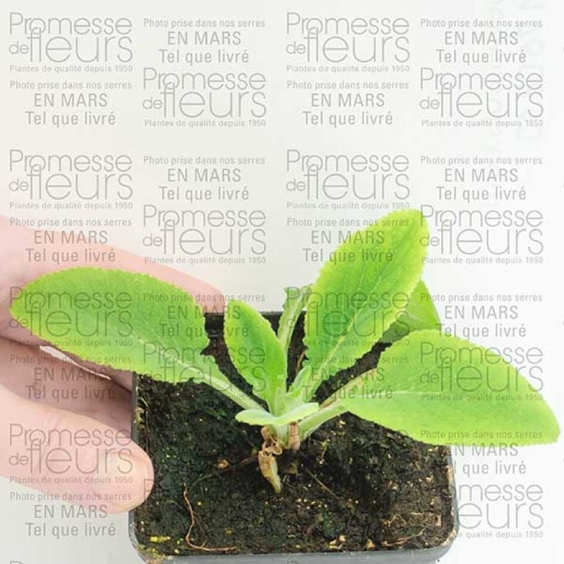 Example of Digitalis purpurea Pams Split - Foxglove 8/9 cm pot specimen as delivered
