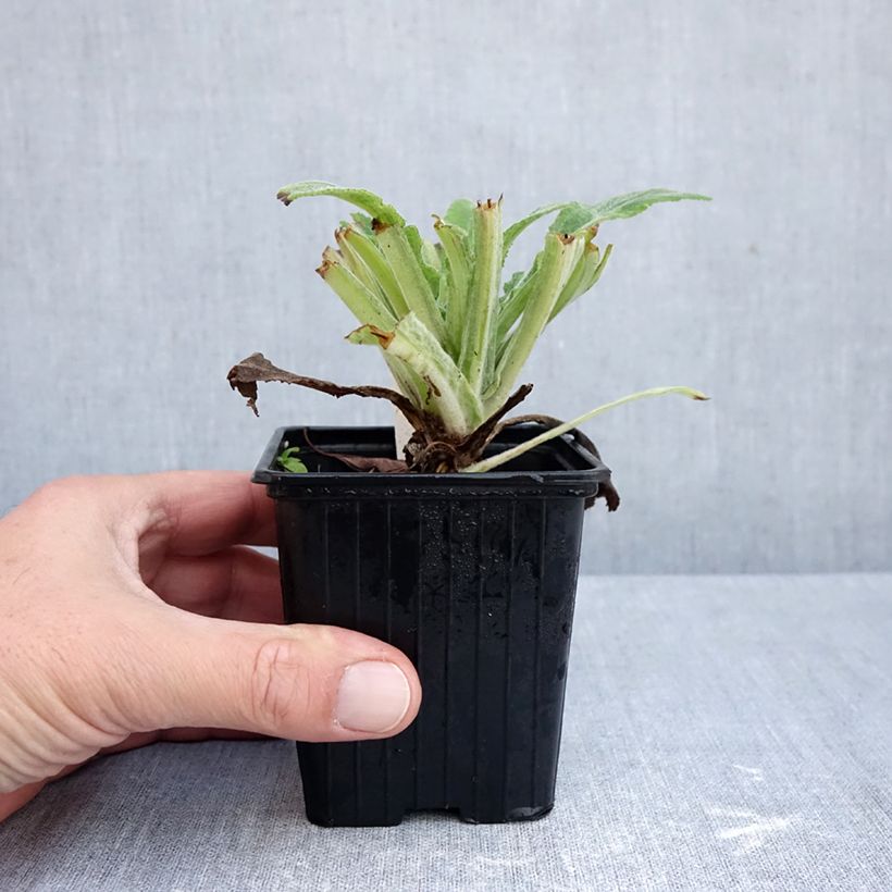 Digitalis purpurea Apple Blossom - Foxglove 8/9 cm pot sample as delivered in autumn