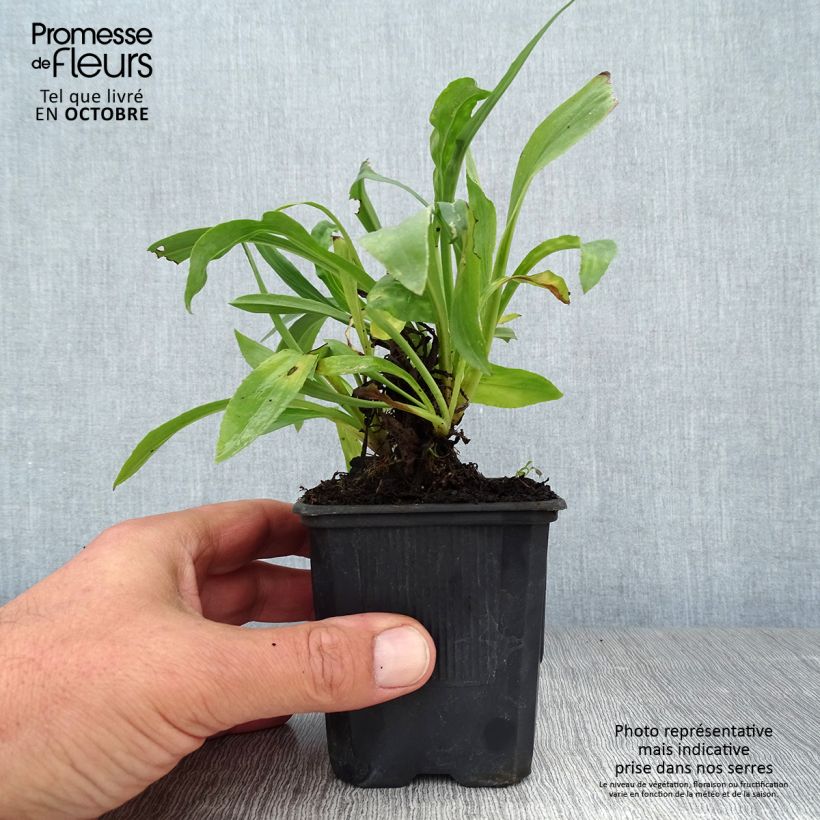 Digitalis Spice Island - Foxglove 8/9 cm pot sample as delivered in autumn
