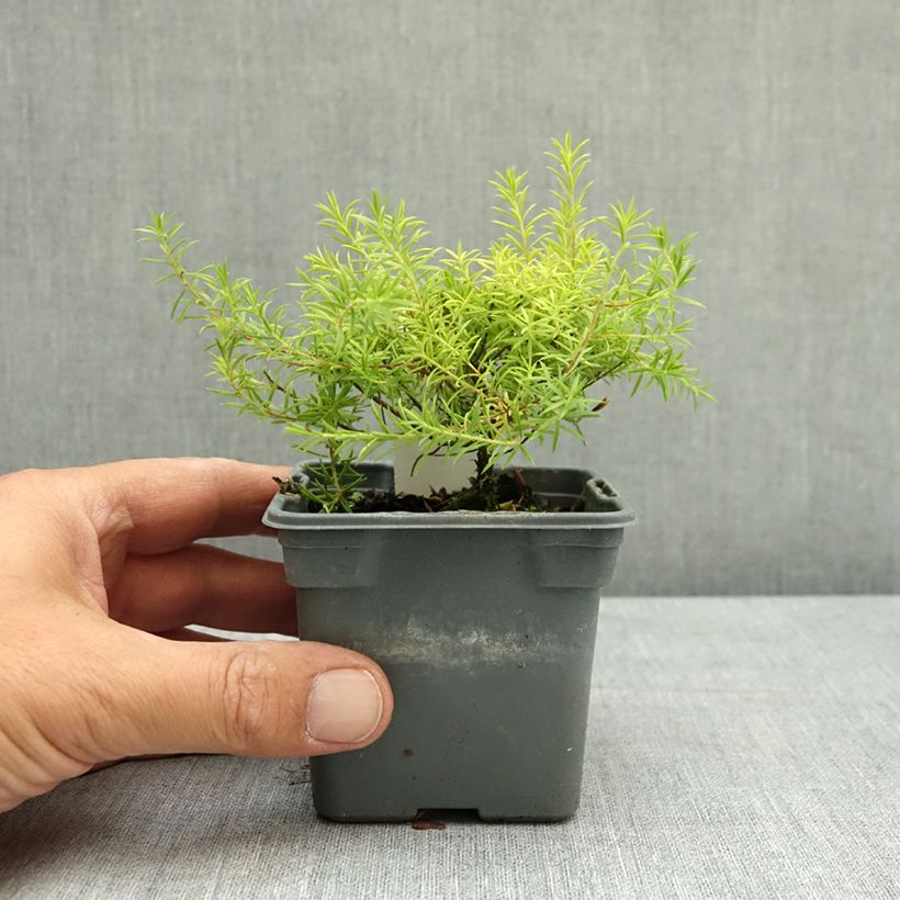 Diosma hirsuta Sunset Gold 8/9 cm pot sample as delivered in summer