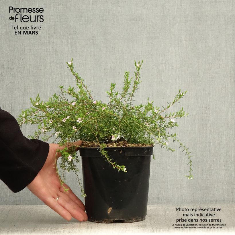 Diosma hirsuta Pink Diamond 2L/3L pot sample as delivered in spring