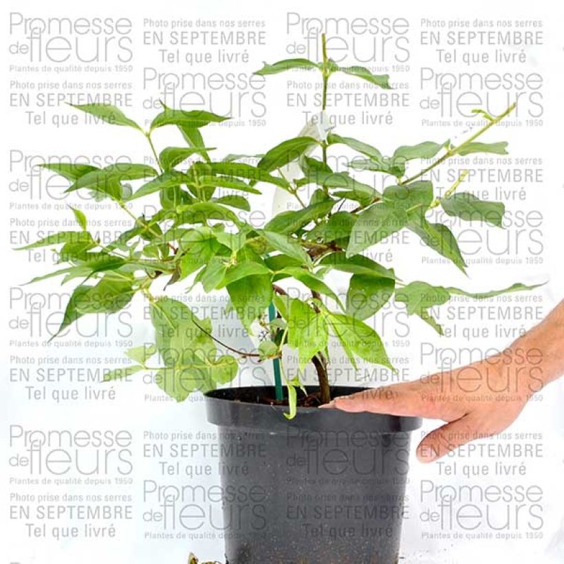 Example of Dipelta floribunda Pot de 3L/4L specimen as delivered