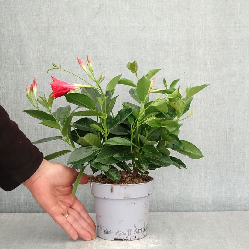 Dipladenia x hybrida Bella Compact Red 1L/1.5L pot sample as delivered in spring