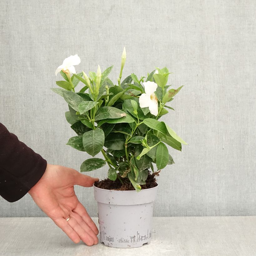 Dipladenia x sanderi Bella White 1L/1.5L pot sample as delivered in spring
