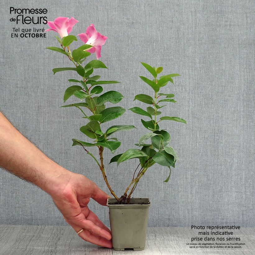 Dipladenia x sanderi Diamantina Jade Rose - Rocktrumpet 2L/3L pot sample as delivered in autumn