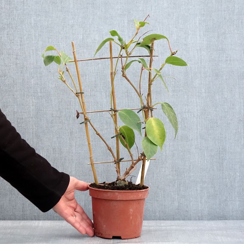 Dipladenia x sanderi Diamantina Quartz Pink & Yellow - Rocktrumpet 1L/1.5L pot sample as delivered in winter