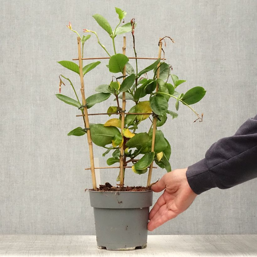 Mandevilla sanderi Diamantina Fuchsia Intense 1.5L/2L pot sample as delivered in summer