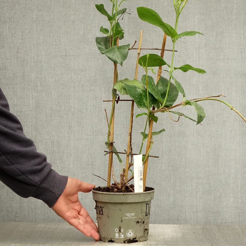Mandevilla sanderi Diamantina Tourmaline Pink 1.5L/2L pot sample as delivered in summer
