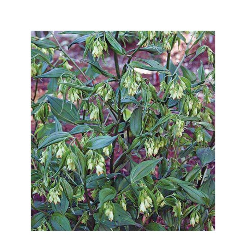 Disporum cantoniense Green Giant (Flowering)