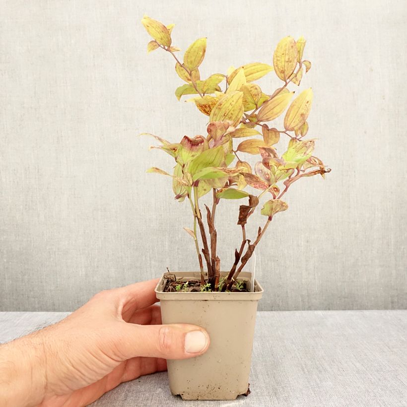Disporum megalanthum 8/9 cm pot sample as delivered in autumn