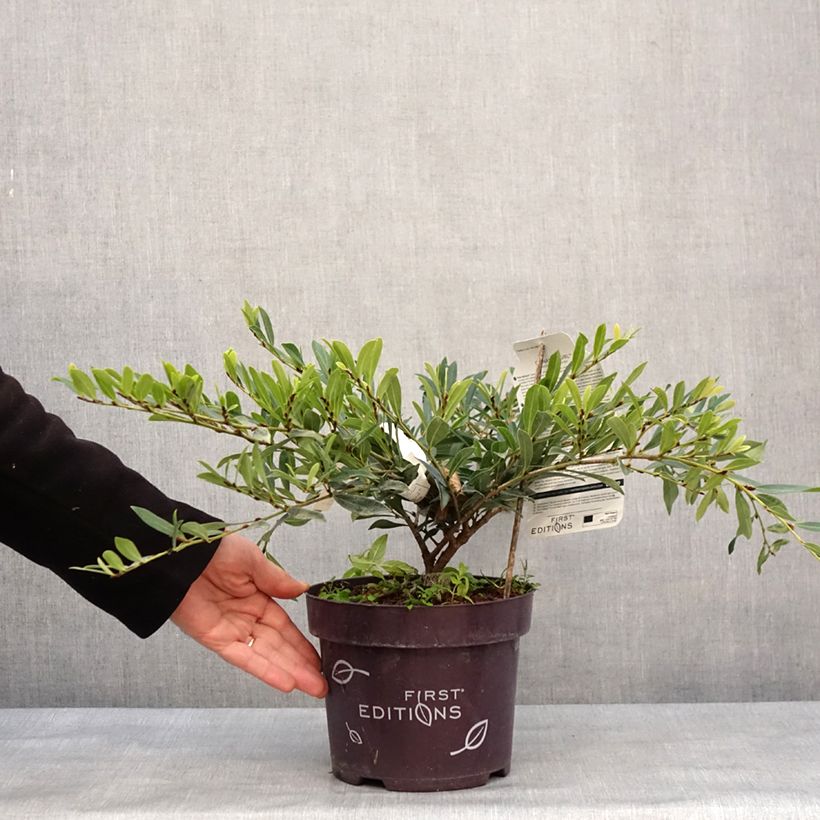 Distylium Cinnamon Girl 3L/4L pot sample as delivered in winter