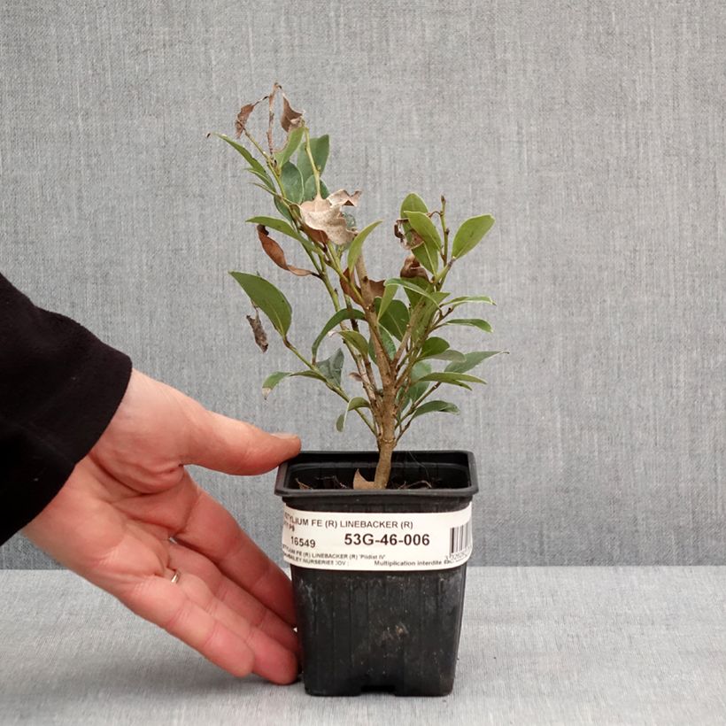 Distylium Linebacker 8/9 cm pot sample as delivered in winter