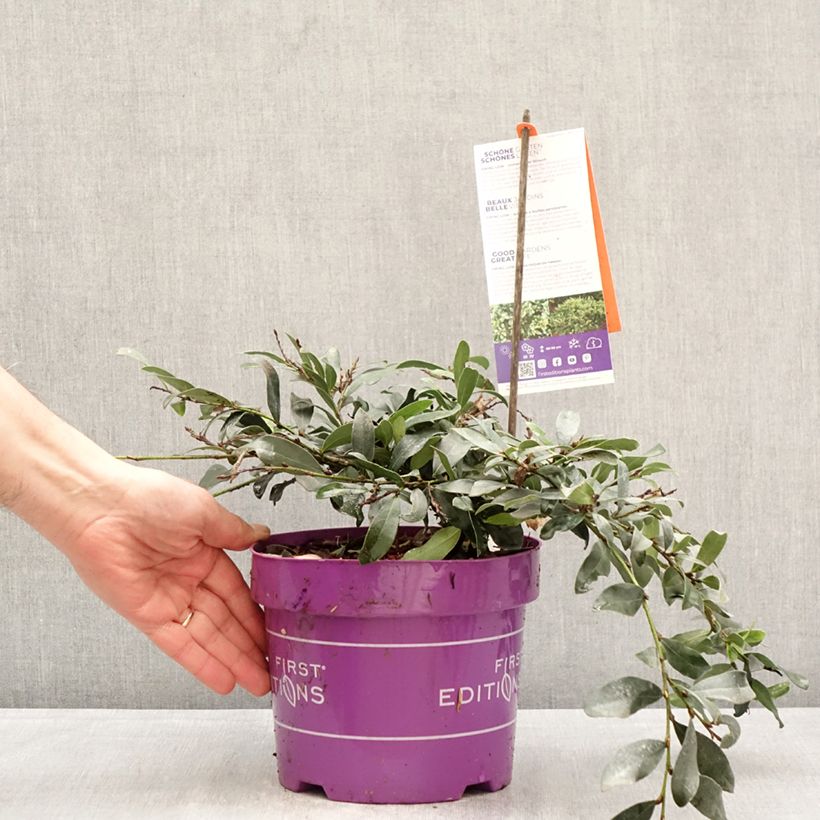 Distylium Swing Low 3L/4L pot sample as delivered in spring