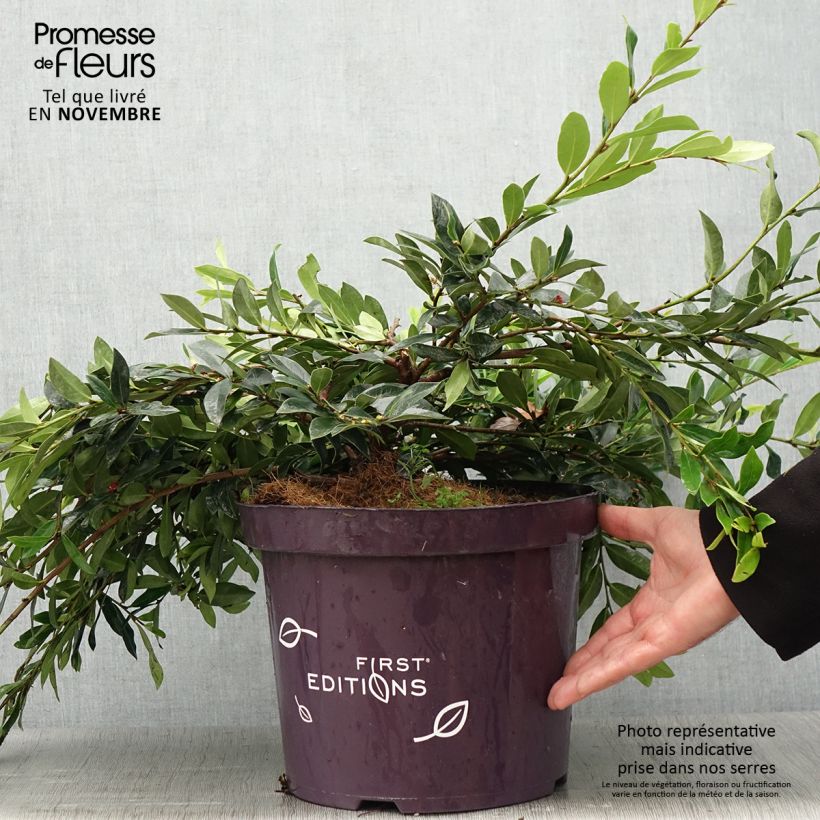 Distylium myricoides (x) racemosus Vintage Jade 7.5L/10L pot sample as delivered in autumn