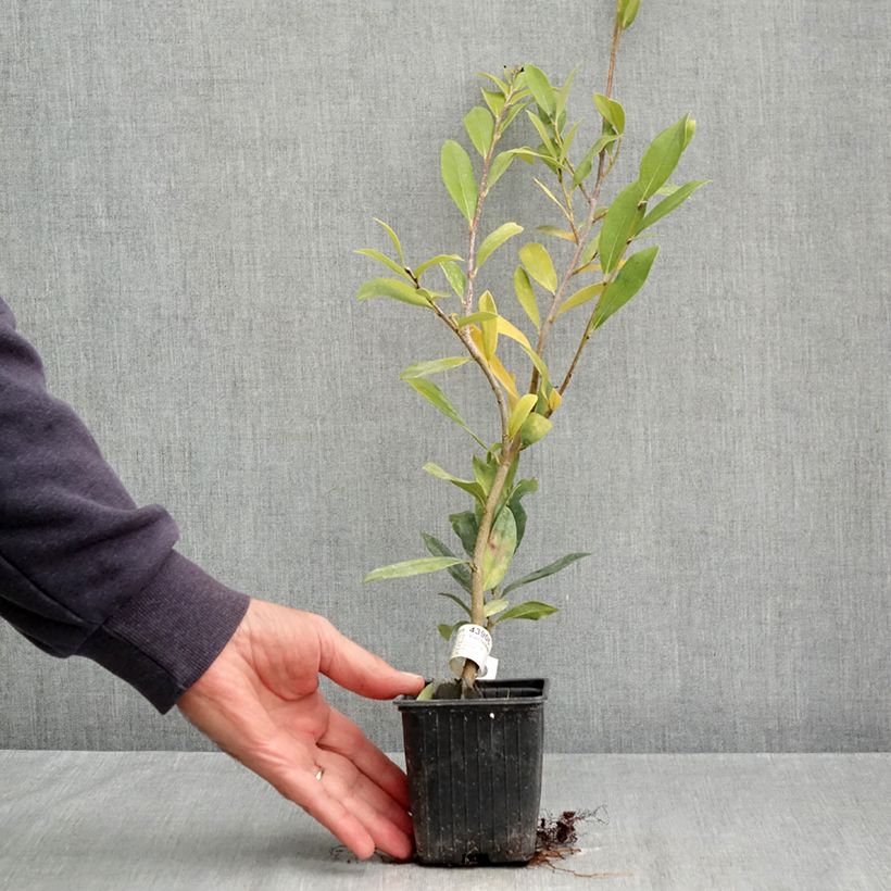 Distylium myricoides (x) racemosus Vintage Jade 8/9 cm pot sample as delivered in autumn