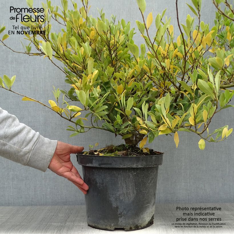 Distylium Blue Cascade 7.5L/10L pot sample as delivered in autumn