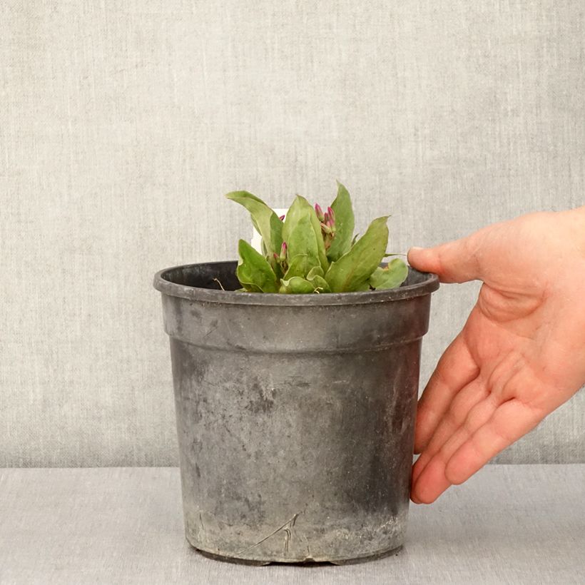 Dodecatheon jeffreyi Rotlicht 2L/3L pot sample as delivered in spring