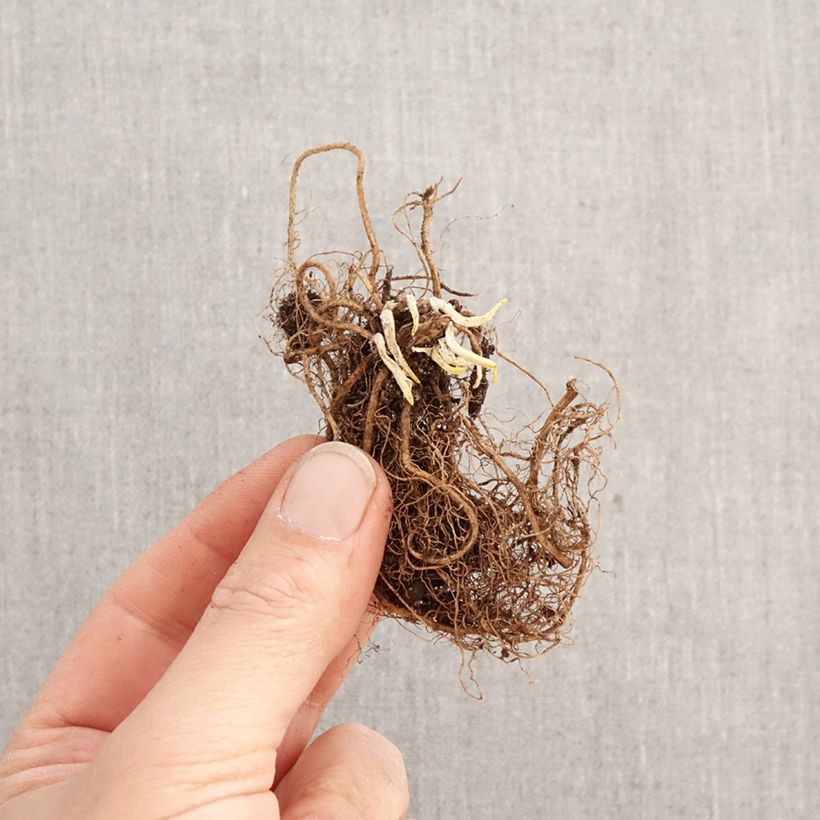 Dodecatheon meadia Album Bulb sample as delivered in spring