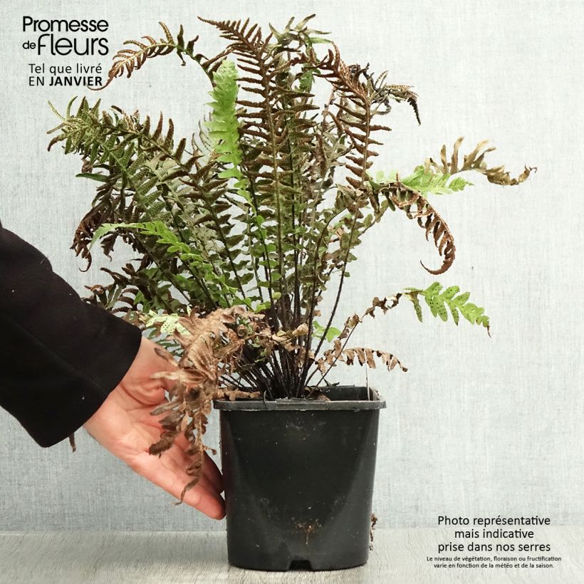 Doodia aspera Rough Ruby 2L/3L pot sample as delivered in winter