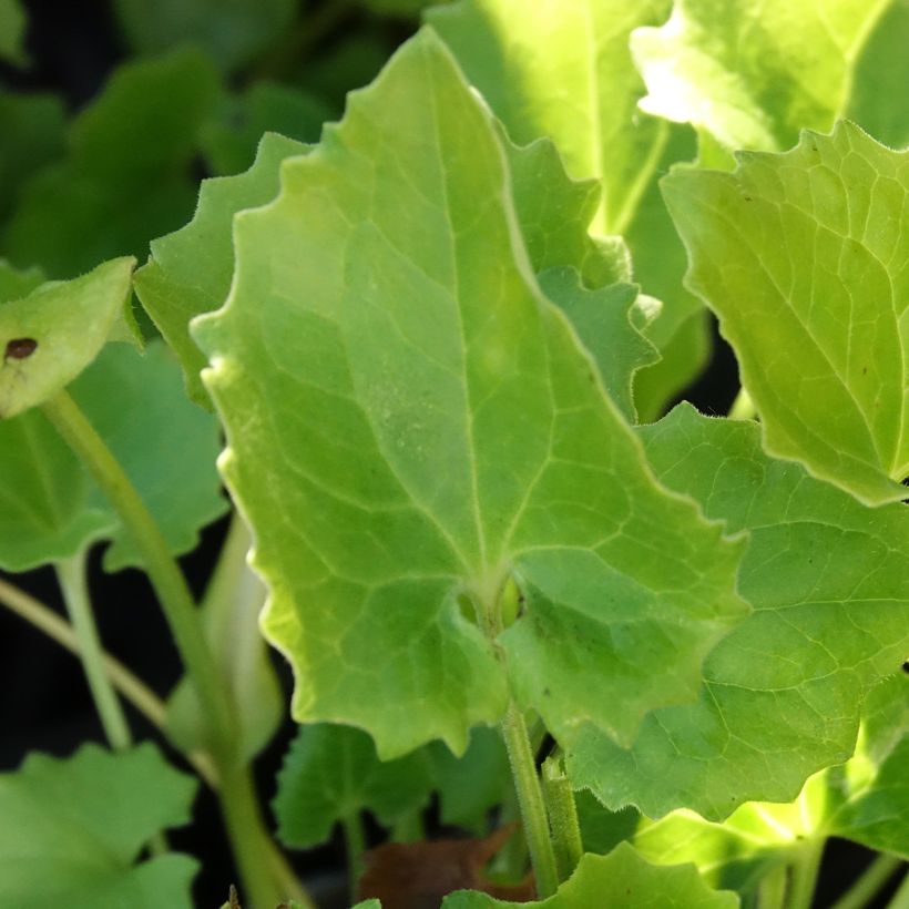 Doronicum Finesse (Foliage)