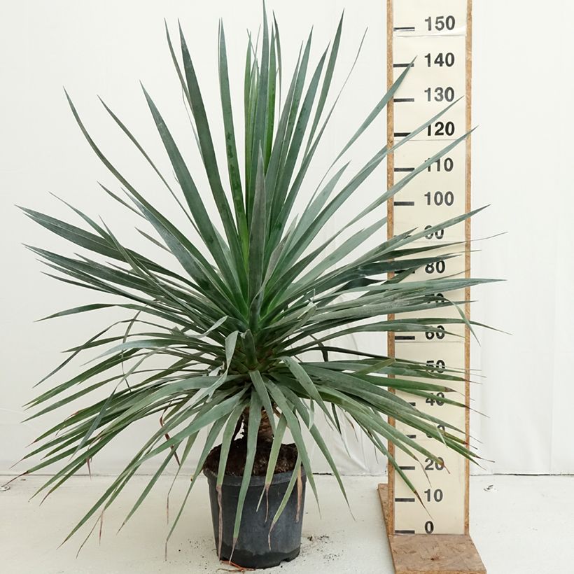 Dracaena draco - Dragon Tree 18L/20L pot sample as delivered in autumn