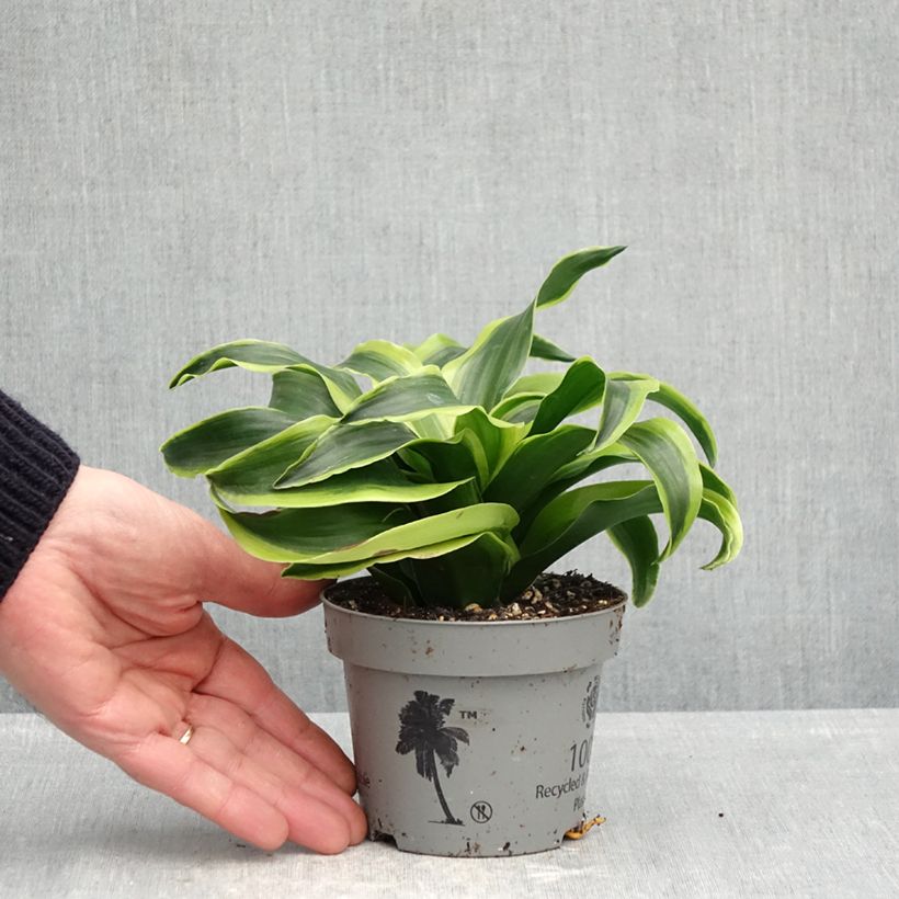 Dracaena fragrans Dragontree Tornado - Dragon tree 12cm pot sample as delivered in spring