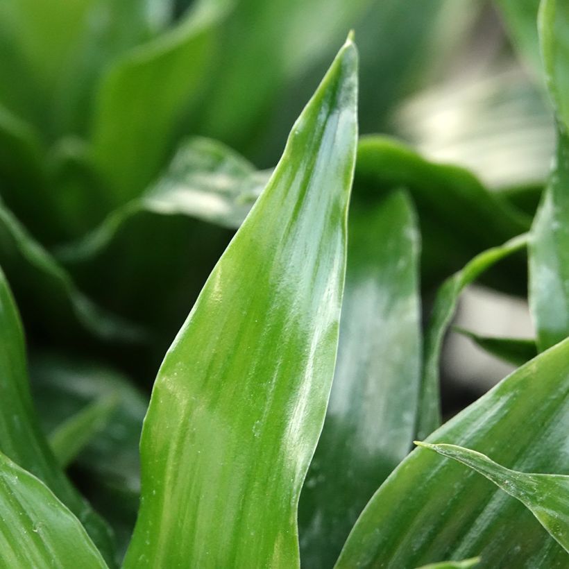 Dracaena fragrans Janet Craig - Corn plant (Foliage)