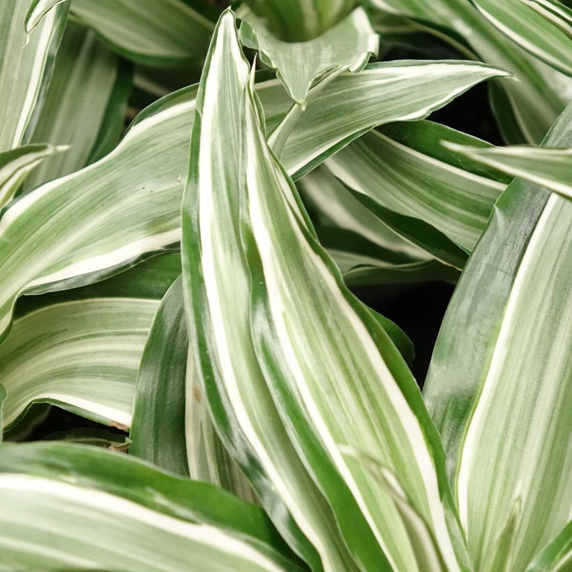 Dracaena fragrans Kanzi  - Corn plant (Foliage)