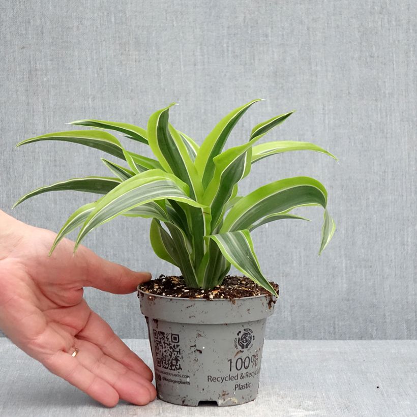 Dracaena fragrans Lemon Surprise - Dragon tree 12cm pot sample as delivered in spring