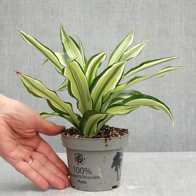 Dracaena fragrans Malaika - Corn plant 12cm pot sample as delivered in spring