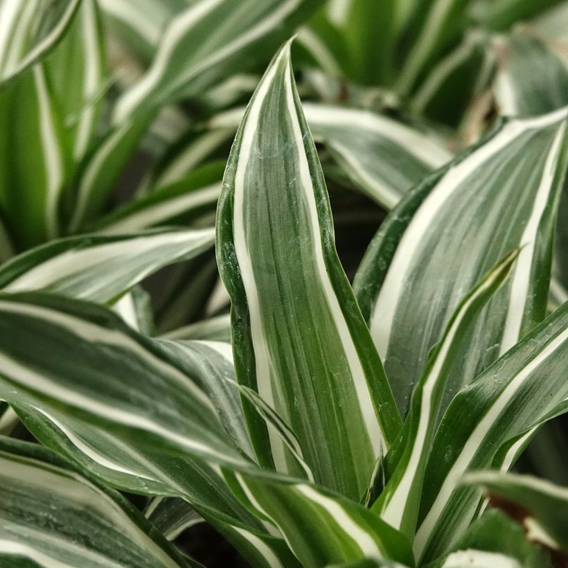 Dracaena fragrans White Jewel - Corn plant (Foliage)